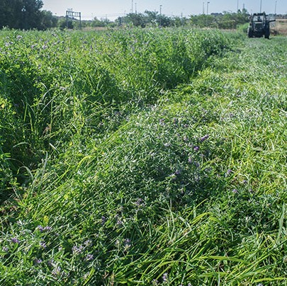 ranchworx alfalfa